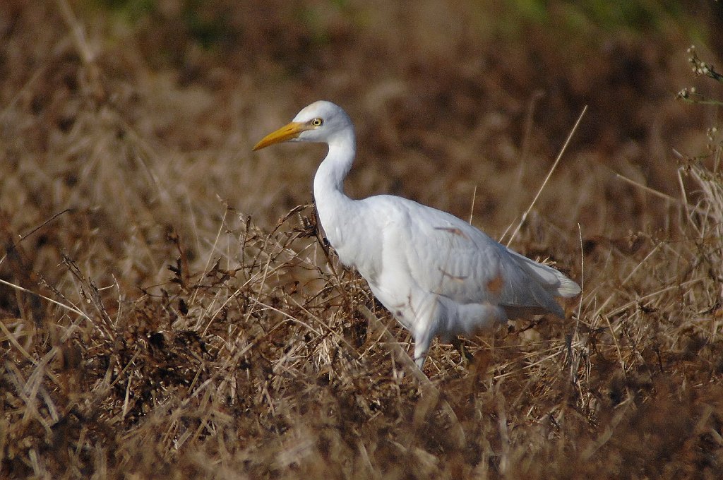 Egret, Cattle, 2010-01186483 Southern Glades, FL.JPG - Cattle Egret. Near the entrance to Everglades National Park, FL, 1-18-2010